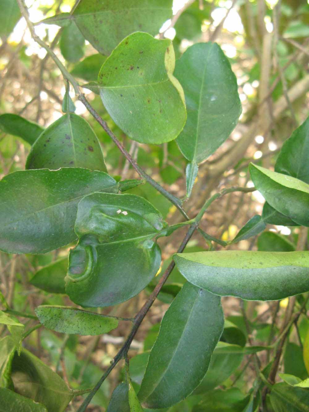              Shade leaves (Winter Haven, FL)       